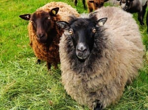 What to do with staffers. OK, so they're not all sheep...